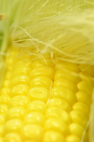 Детальный снимок свежей кукурузы на початках — стоковое фото