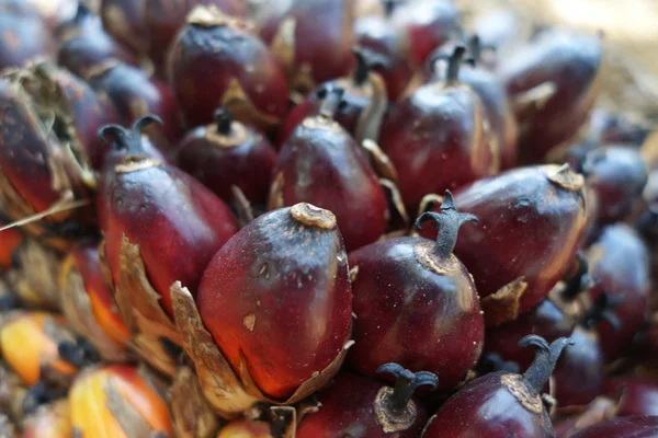 Frutos frescos de palma aceitera — Foto de Stock