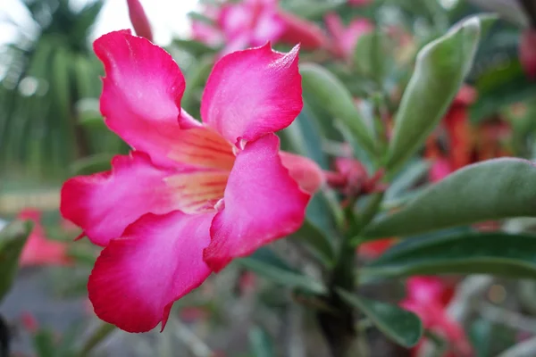 Tropische bloem roze Woestijnroos — Stockfoto