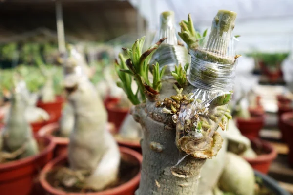 Stonek roubování Adenium stromu — Stock fotografie