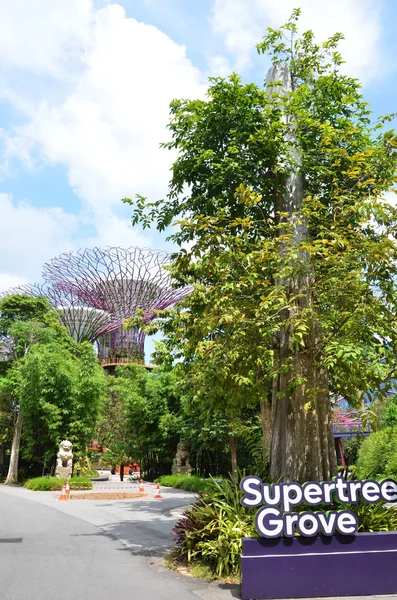 Supertree Grove at Gardens by the Bay à Singapour — Photo