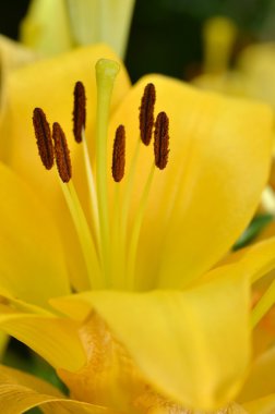 Güzel lily bahçede büyüyen