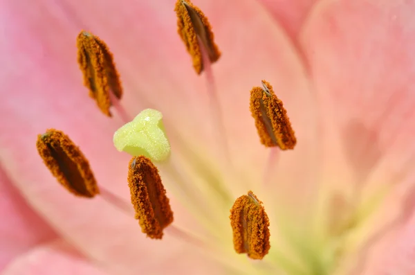 Schöne Lilie, die im Garten wächst — Stockfoto