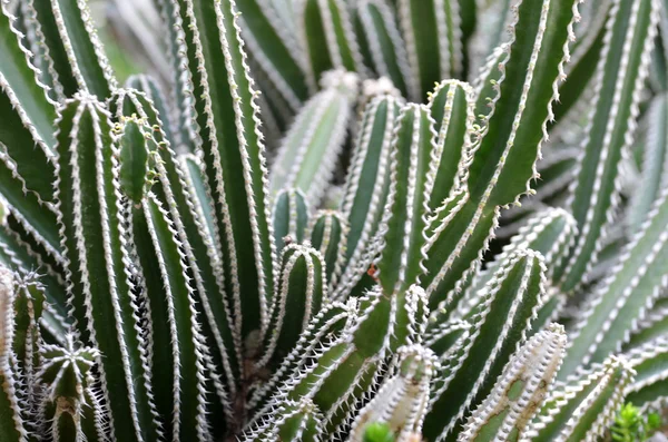 Cactus piantato in un giardino botanico — Foto Stock