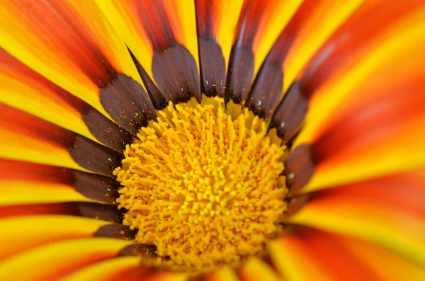 Bela flor em um prado — Fotografia de Stock