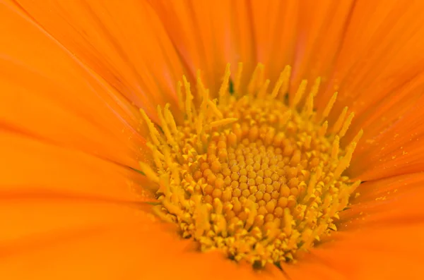 Schöne Blume auf einer Wiese — Stockfoto