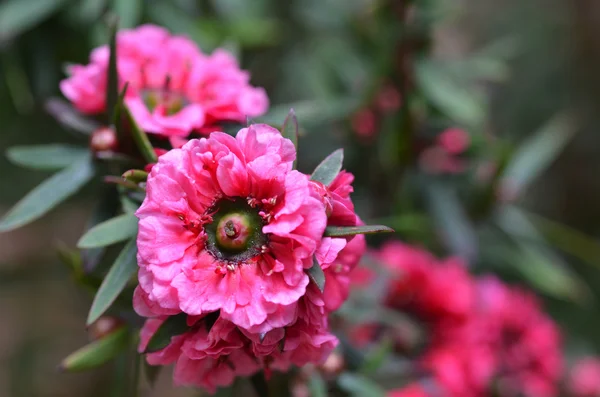 Manuka myrtle's white-pink flower blooming — Stock Photo, Image