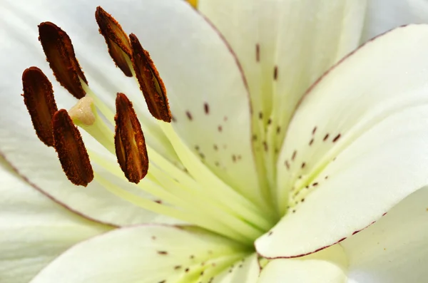 Güzel lily bahçede büyüyen — Stok fotoğraf