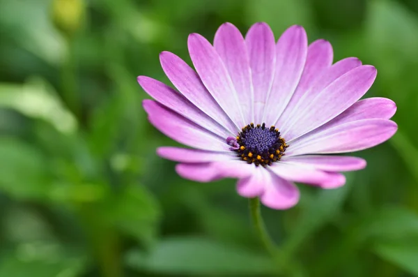 Mooie paarse daisy — Stockfoto