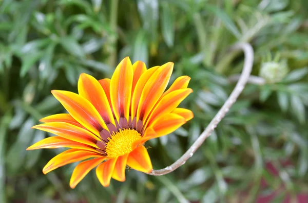 Hermosa flor en un prado — Foto de Stock
