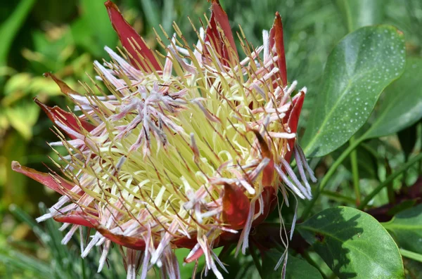 Южноафриканское растение Protea cynaroides — стоковое фото