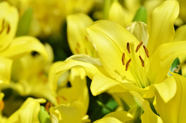 Schöne Lilie, die im Garten wächst — Stockfoto