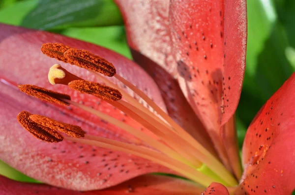 Schöne Lilie, die im Garten wächst — Stockfoto