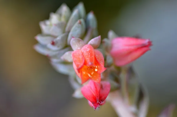 Sedeveria 植物在早期的春天 — 图库照片