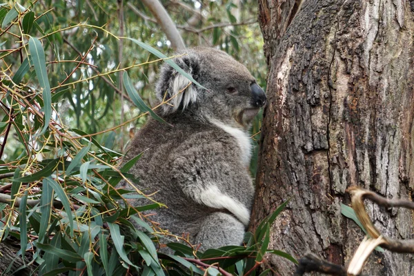 Ausztrál koala medve — Stock Fotó