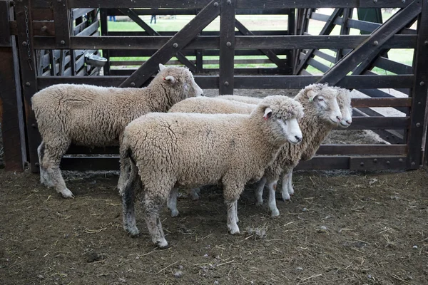 Witte schapen in hek — Stockfoto