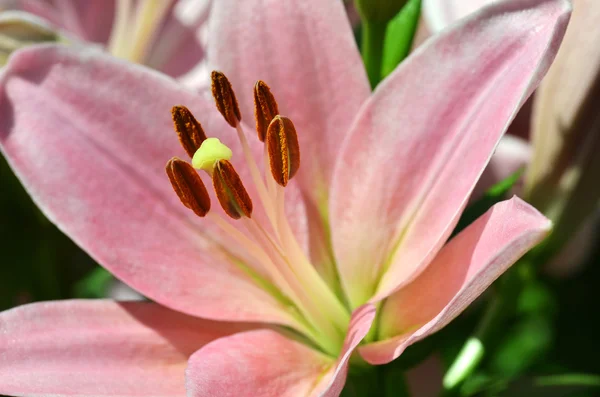 Schöne Lilie, die im Garten wächst — Stockfoto