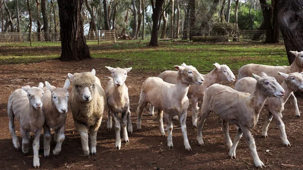 Witte schapen in hek — Stockfoto