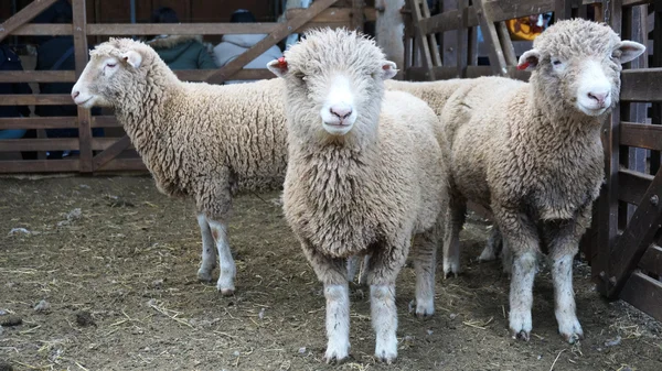 Kudde schapen op de boerderij — Stockfoto