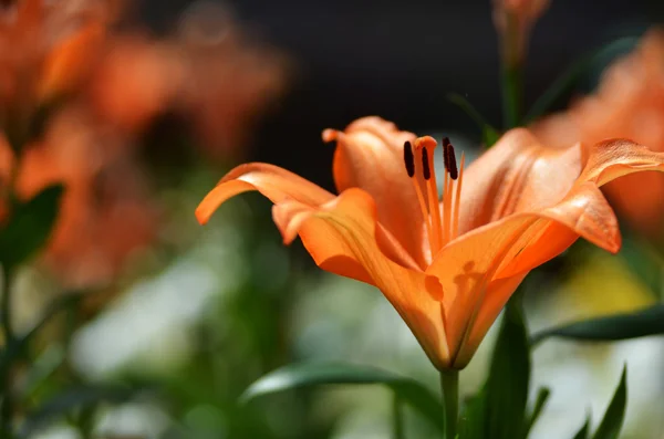 Красивая лилия растет в саду — стоковое фото