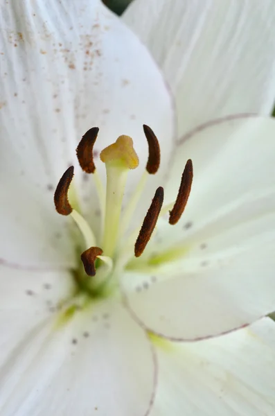 Schöne Lilie, die im Garten wächst — Stockfoto