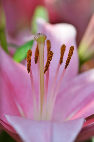 Lírio bonito crescendo no jardim — Fotografia de Stock