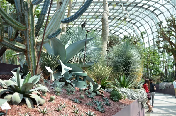 Various types of cactus shown in the Flower Dome — Stock Photo, Image