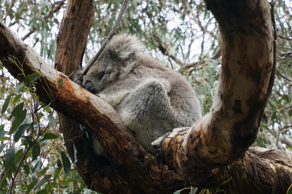 Miś koala australijski — Zdjęcie stockowe