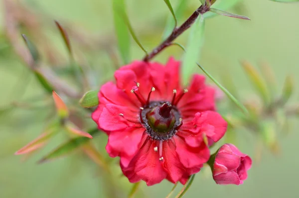 Manuka myrtle wit-roze bloem bloeien — Stockfoto
