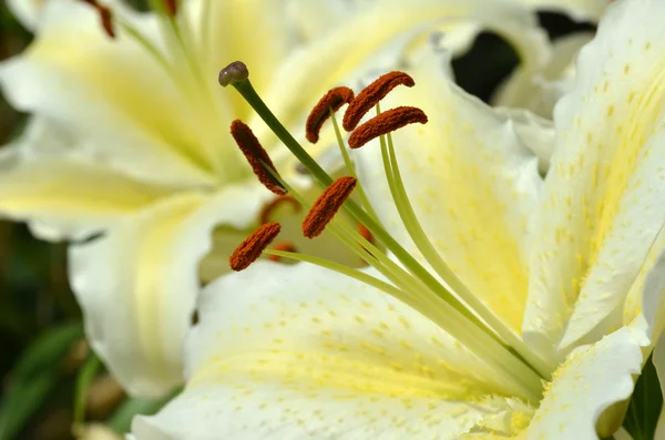 Weiße frische Lilienblüten mit grünen Blättern — Stockfoto