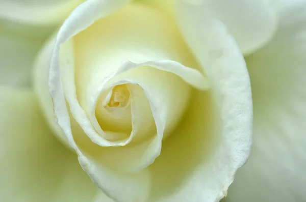Close up on a white rose — Stock Photo, Image
