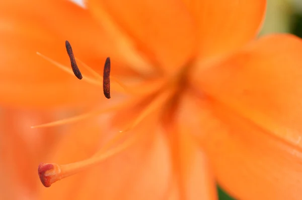 Schöne Lilie, die im Garten wächst — Stockfoto