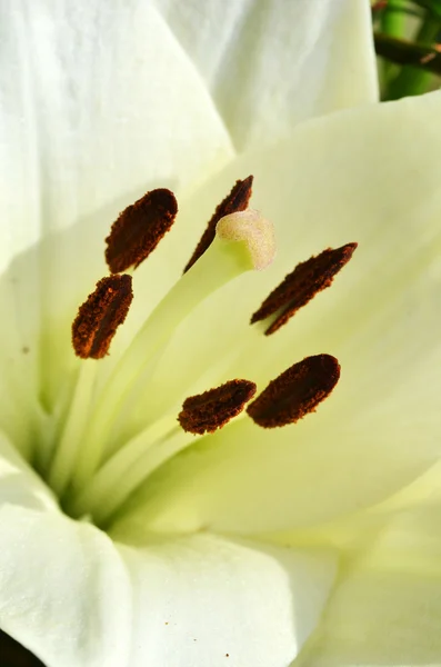 Beautiful lily growing in garden — Stock Photo, Image