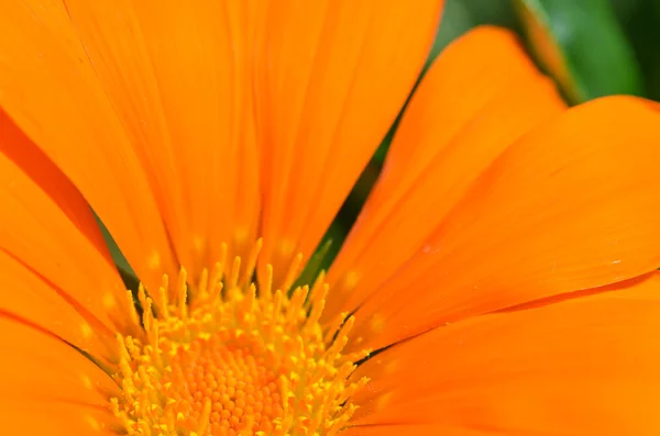 Lindas flores laranja gazania — Fotografia de Stock