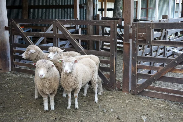 Kudde schapen op de boerderij — Stockfoto