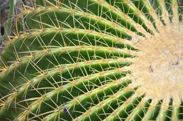 Cactus in Gardens by the Bay in Singapore — Stock Photo, Image