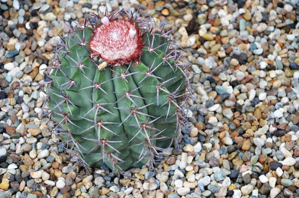 Turk cap cactus from Brazil — Stock Photo, Image