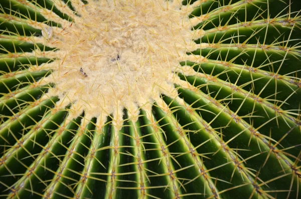 Cactus in Gardens by the Bay in Singapore — Stock Photo, Image