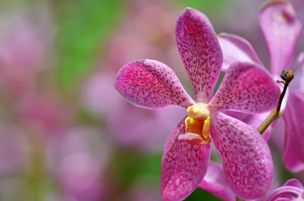 Mooie paarse orchid, phalaenopsis. — Stockfoto