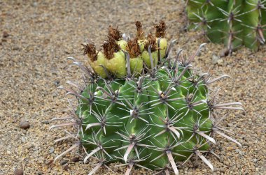 Kaktüs meyve kaktüsün üstüne  