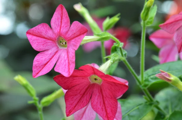 Bahçe çiçek kokulu tabak — Stok fotoğraf