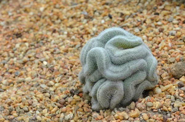 Cactus verde que se parece al cerebro — Foto de Stock