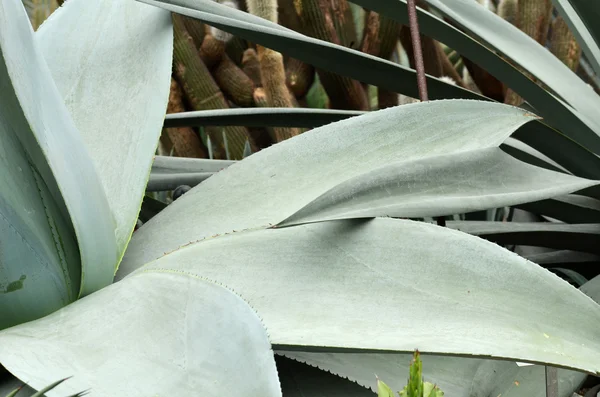 Tanaman agave besar di Bunga Dome di Gardens by the Bay, Singapura — Stok Foto