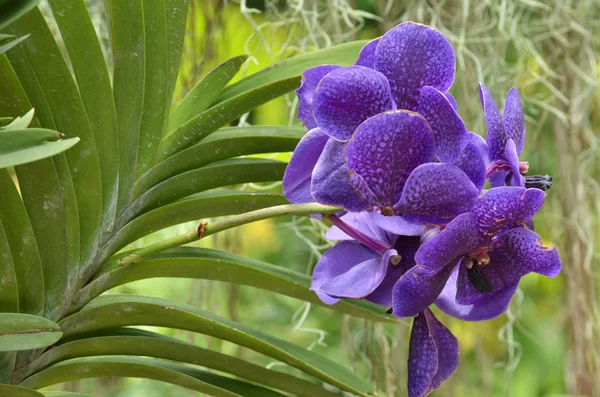 Güzel mor orkide phalaenopsis. — Stok fotoğraf