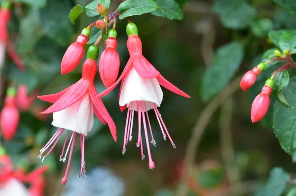 Pembe balerin çiçekler — Stok fotoğraf