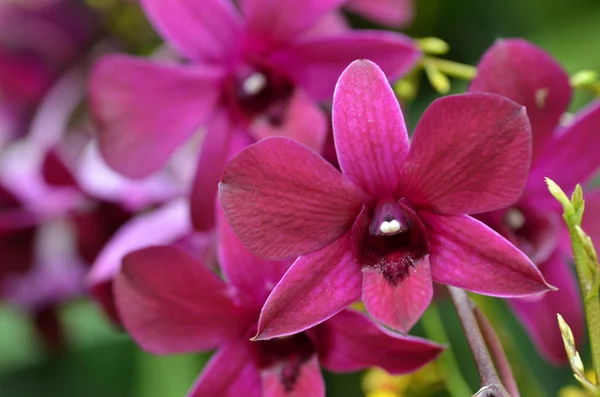 Orquídea roxa bonita, phalaenopsis . — Fotografia de Stock