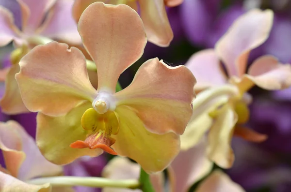 Orquídea roxa bonita, phalaenopsis . — Fotografia de Stock