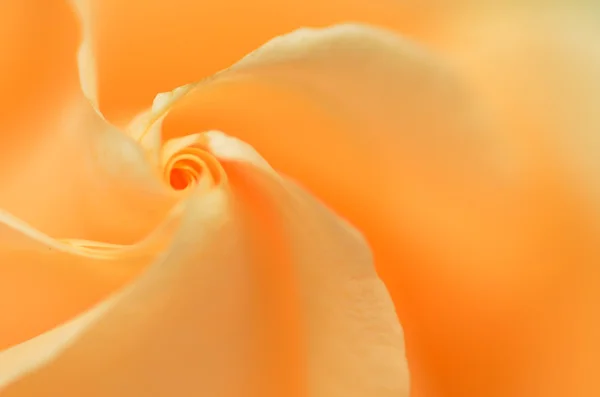 Close up of orange rose — Stock Photo, Image