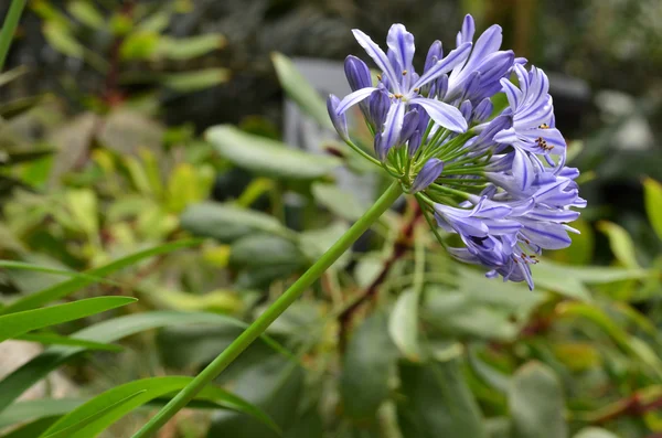 Flowers of the Agapanthus — Stock Photo, Image