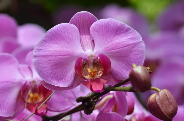 Güzel mor orkide phalaenopsis. — Stok fotoğraf